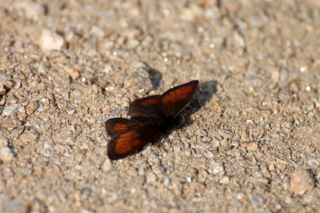 Erebia mnestra? S